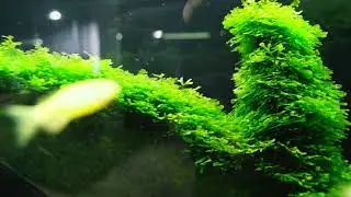 Ломариопсис линеата (lomariopsis lineata)