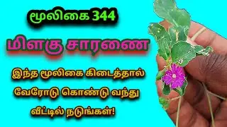 மிளகு சாரணை|Milagu saranai|Corbichonia Decumbens|milaku saranai|அலசல்|Alasal