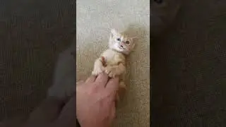 😻😍 the sweetest thing 😻😍 a true love story!!