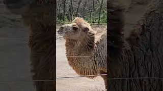 Adorable Camel Steals the Show with Cutest Smile! 🐪❤️