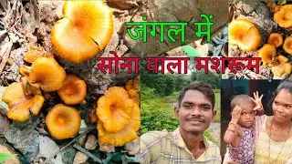 जंगल में, सोना वाला मशरूम/jungle mushroom lay/#rengobudhunivlog #vlog