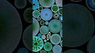 Ювелирные изделия природы под микроскопом 💎