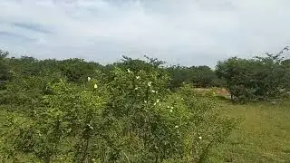 White butterfly - The Small Cabbage White