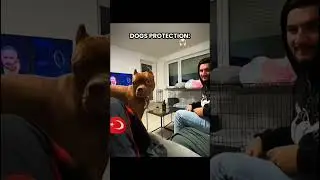 Dogs protection vs these cats ☠️ | #cat #dogs #shonedit #edit #usa #newyork
