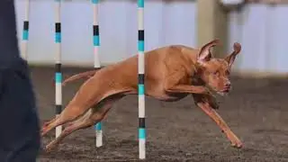 Vizsla Song & Video from Musical Tails
