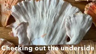 Chicken of the Woods. No feathers. Delicious. 