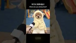 이 개그 이해하면 웃음 터짐 #아재개그 #강아지 #강아지인터뷰
