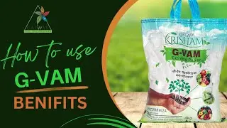HOW TO USE GALWAY KRISHAM G-VAM  || MYCORRHIZA BIO-FERTILIZER || ORGANIC FARMING TELUGU|| GALWAY