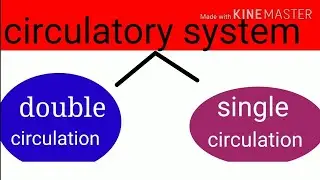 Circulatory System (Part 3) | Double Circulation | Bio Class 10 | Chapter 1 Life Process