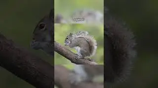 How Long Animals Sleep