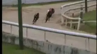 IGB - Greyhounds make Great Pets Final 28/06/2019 Race 5 - Newbridge