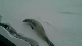 Crabeater Seal on the Ice