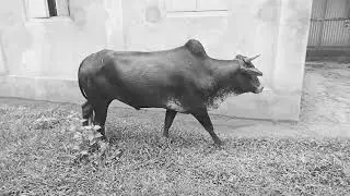 Cow in Heat।How to know।Strong Bull Go _Estrus Cow।Farmer Bull
