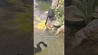 Have you ever seen a swan feeding koi fish?#shorts #shortvideo #animals #cute #pets #swan #funny