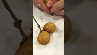 Longan or mata kucing?