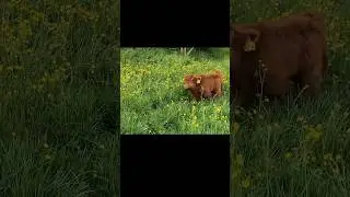 Invisible Fence for Cows?