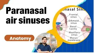 آناتومی عمومی #paranasal air sinuses #frontal sinus #maxillary sinus #ethmoid sinus #sphenoid sinus 