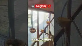 LA FAMILIA DE VIVIENDO CON PLUMAS SIGUE CRECIENDO.😍 #aves #aviario #a&ntilde;onuevo #avesex&oacute;ticas #canario
