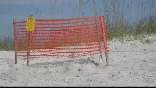 Most baby sea turtles this year are female