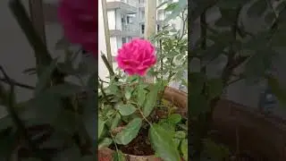 Beautiful Roses in balcony garden🌹💐