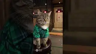 Amber and Fluffy go axe throwing. #cats #catshorts #catlovers #catvideos