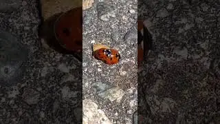 Ladybugs mating/W Dr. Greenbody(never before seen footage)