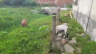 Tá parecendo que vai chover aqui em Pernambuco