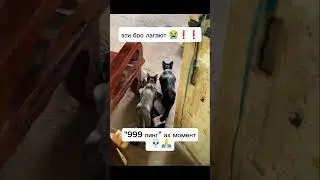 #мемы #коты #мем #прикол #приколы #юмористическийконтент #meme #memecat #приколысживотными