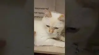 #Карен... Ш... #КотоКафеМао 12 августа 2025 👆🤣👆