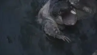 Snapping Turtle caught on Long Island!