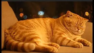 12 Hours Cat Healing Music 🐈 Relaxation Music for Cats | Gentle Piano & Soft Calm 🐱 Cat TV
