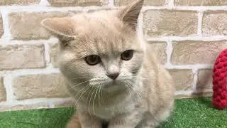 ペットショップcoo&riku No.441198　アメリカンショートヘアー