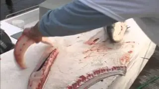 Rigs Tips Cobia Filet
