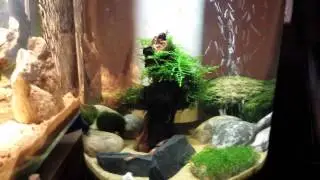 Marina 360 shrimp tank .mp4
