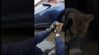 Police officer saves a Kitten.