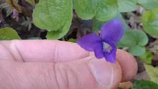 Фиалка голубая (Viola sororia)