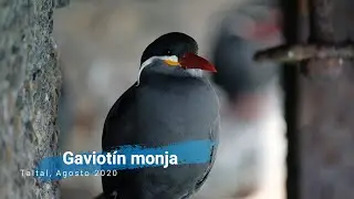 Gaviotin monja