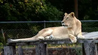 Animais deixarão Zoobotânico de Teresina