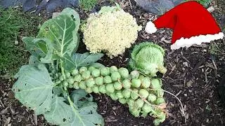 Grow And Harvest Your Christmas Dinner