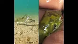 unique youtubeshorts Tempting fish🙄hook #fishing #fish #shorts #unboxing #unique #fishing #amazing