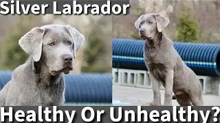 Labrador Retriever | Are Silver & Charcoal Labs Unhealthy?