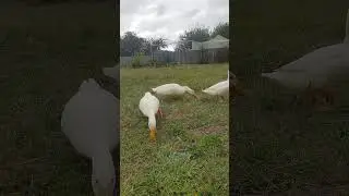 human proximity training - the fee is peas