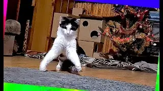 #712 Venus got a new toy 😺🎄 Funny cats