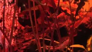 Otto Catfish grazing on algae