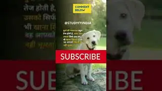 Dogs Memory | StudyfyIndia #shorts #dog #memory #brain