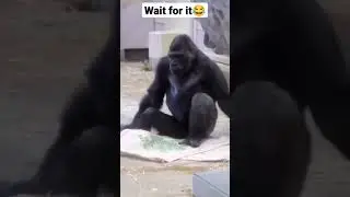 #funny monkey meems#funny vines#funny vine completion #funny comps