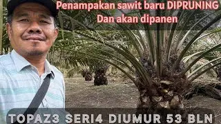 Penampakan TOPAZ3 SERI4 setelah di pruning dan mau dipanen #topaz #video #sawit #viral #fyp #fypシ 
