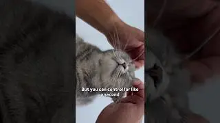 Subscribe my little channel ❤️ #cat #cats #cute #cutecat #catvideo #catshorts