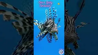 Spiky Fish 😲 Animals 🌊 Zoology 👍 Pets #shorts