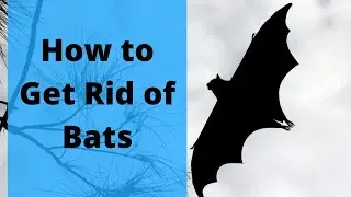 Bat Guano Removal NJ - Essex County - Essex County New Jersey